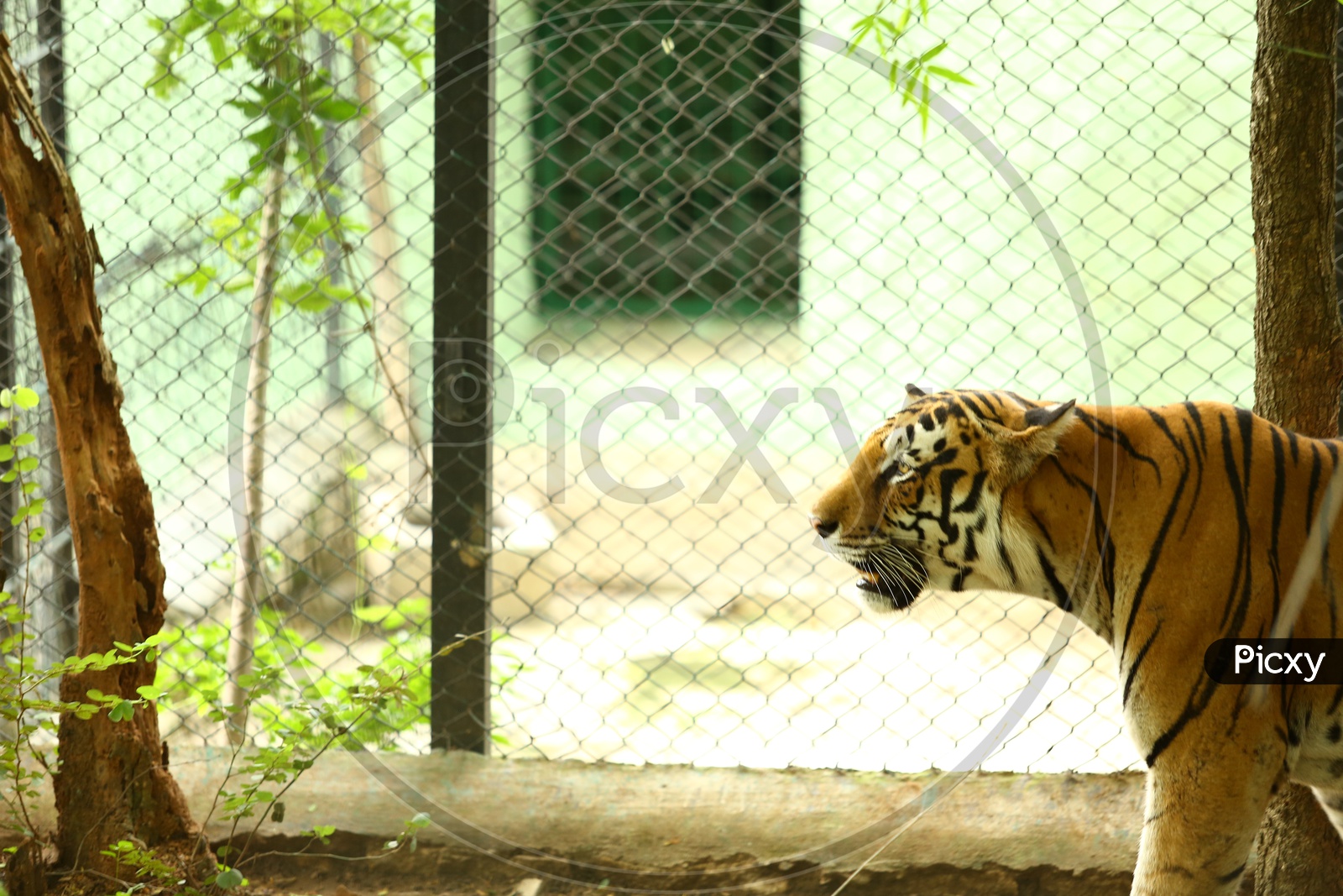 Tiger or Wild Cat In a Zoo Cage Backdrop