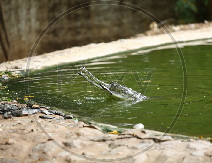 Crocodile Eating Fish In a Zoo Lake