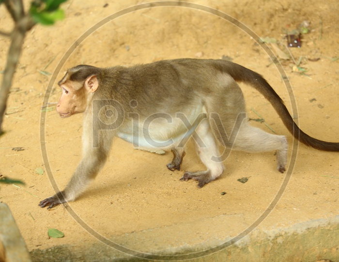 Indian  Monkey Or Macaque In a Zoo Cage Backdrop