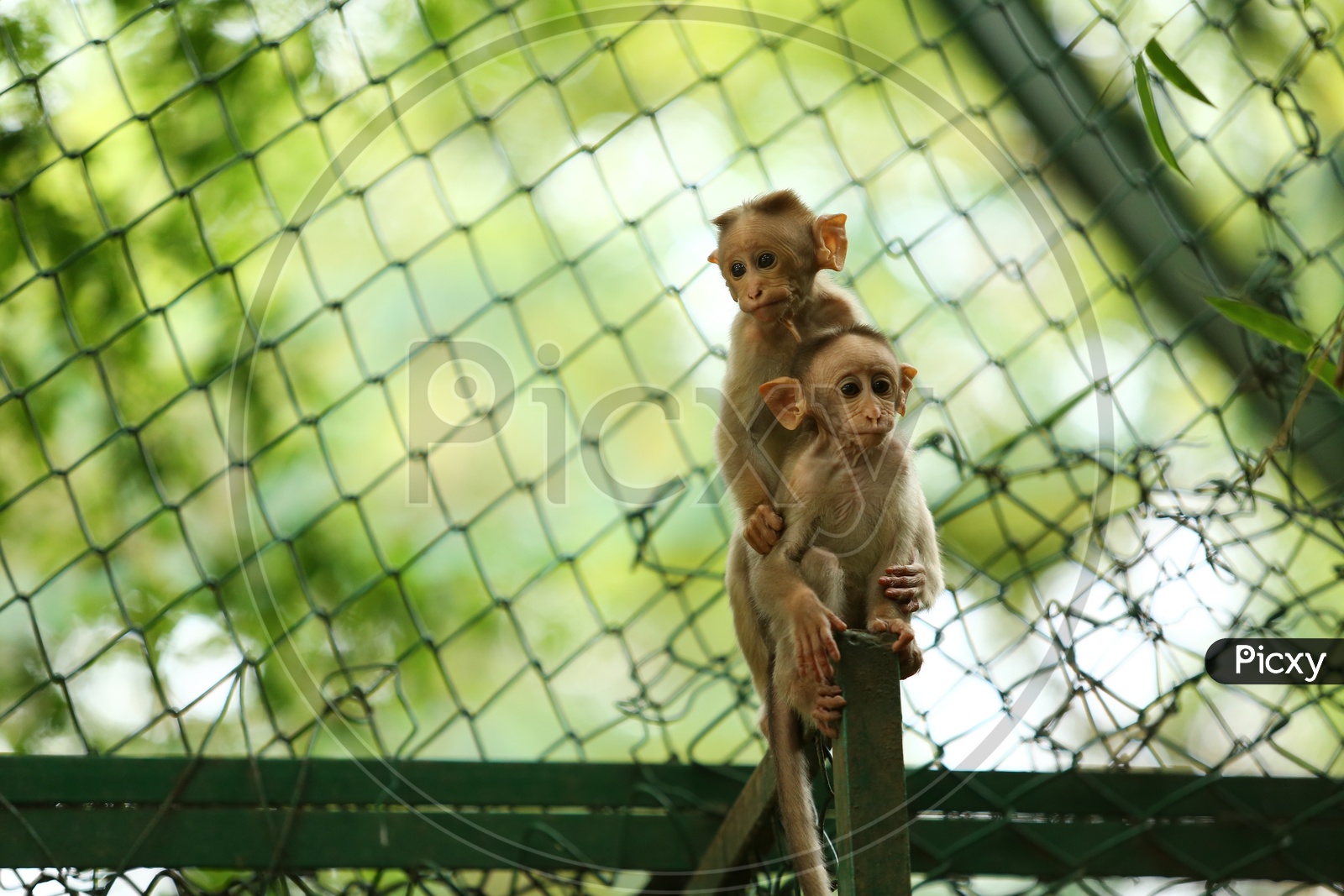 Young Indian  Monkey Or Macaque Playing In a Zoo Cage Backdrop