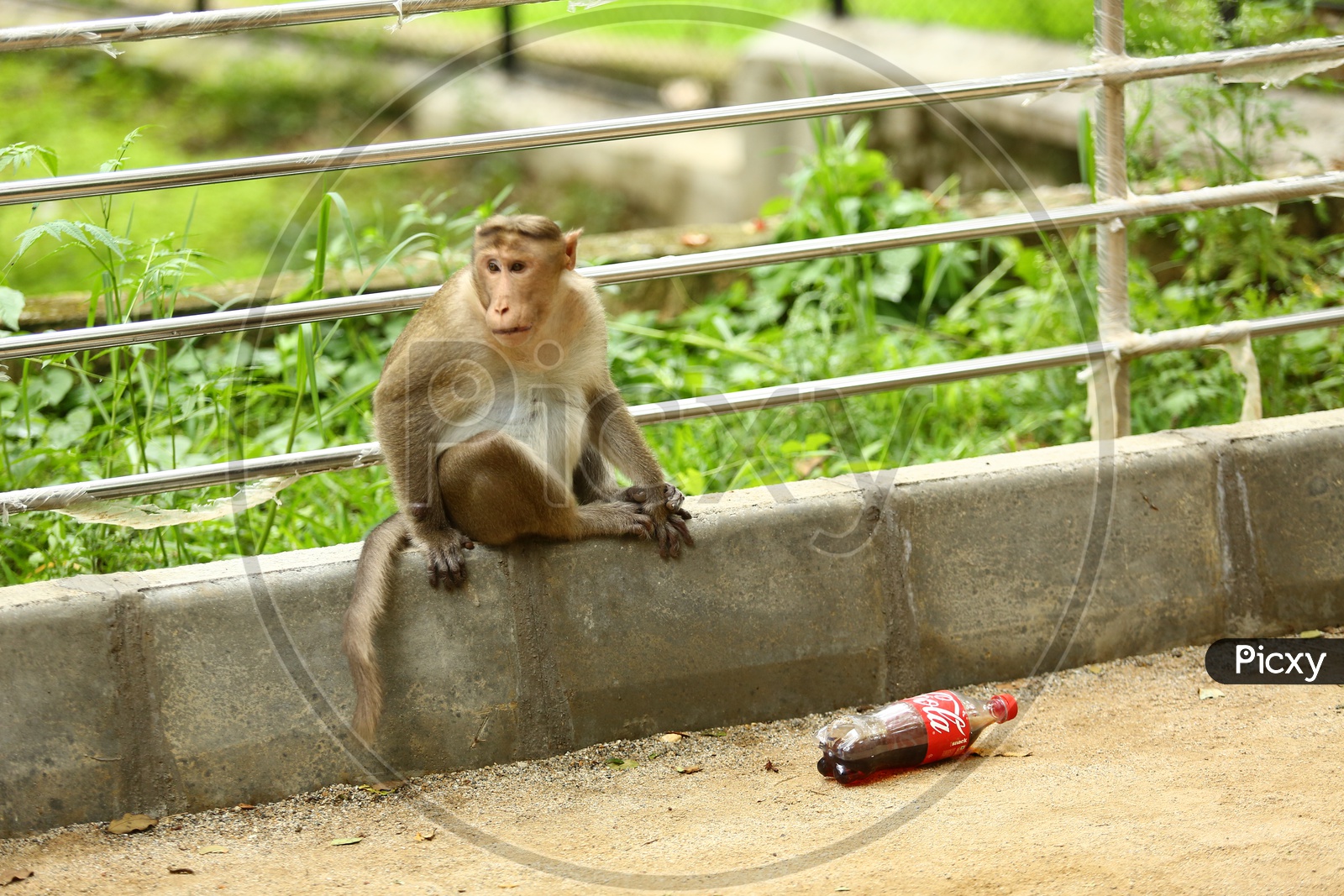 Indian Monkey Or Macaque  in a Zoo