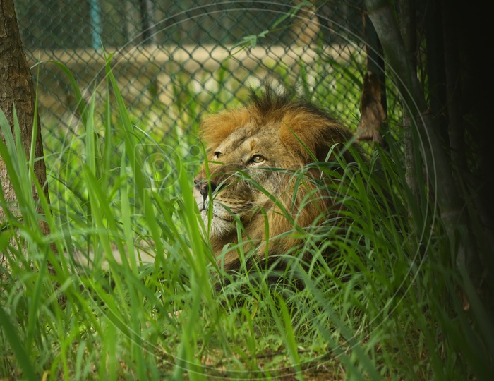 Lion In a Zoo