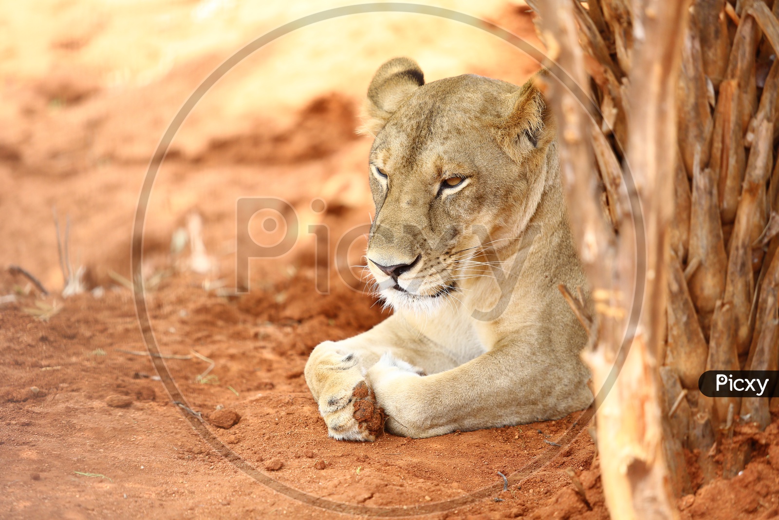 Lion Cub In a Zoo