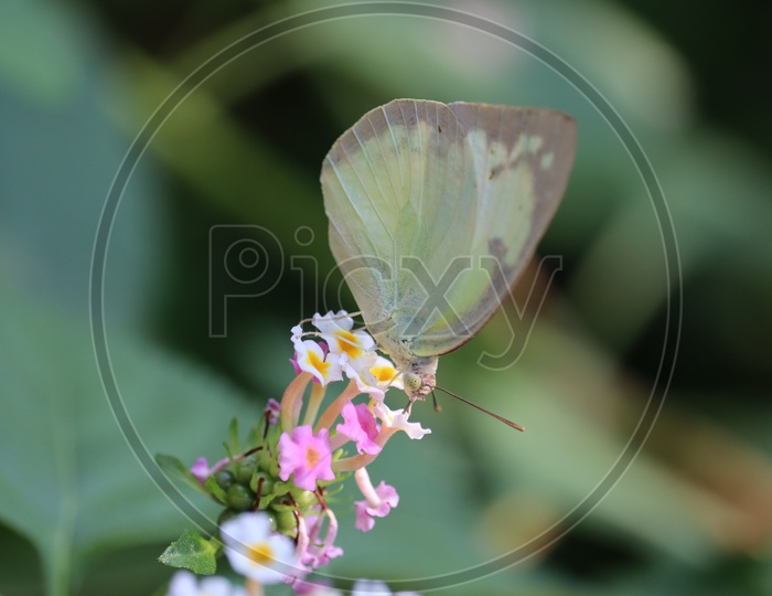 A small white or pieris rapae butterfly on lantana camara flowers