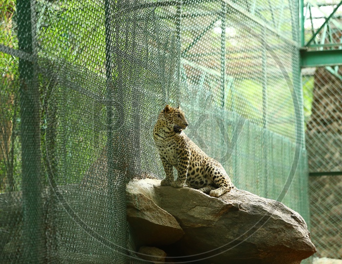Leopard or Wild Cat in a Zoo Cage