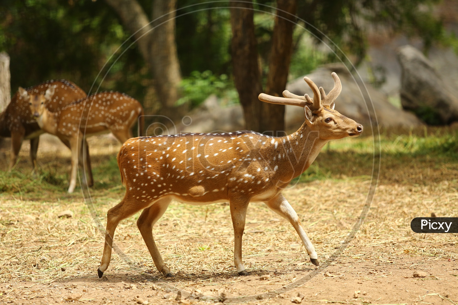 Dotted Deer In a Zoo