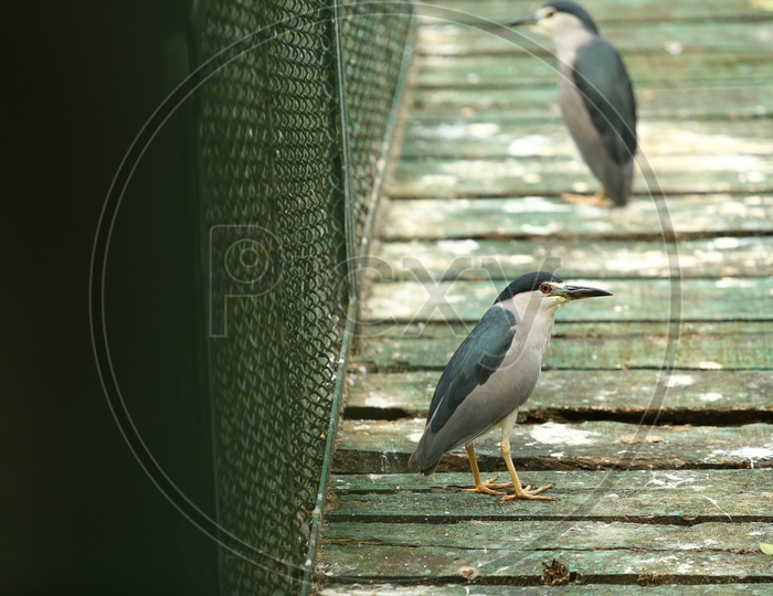 Black-crowned night heron Bird In a Zoo Cage