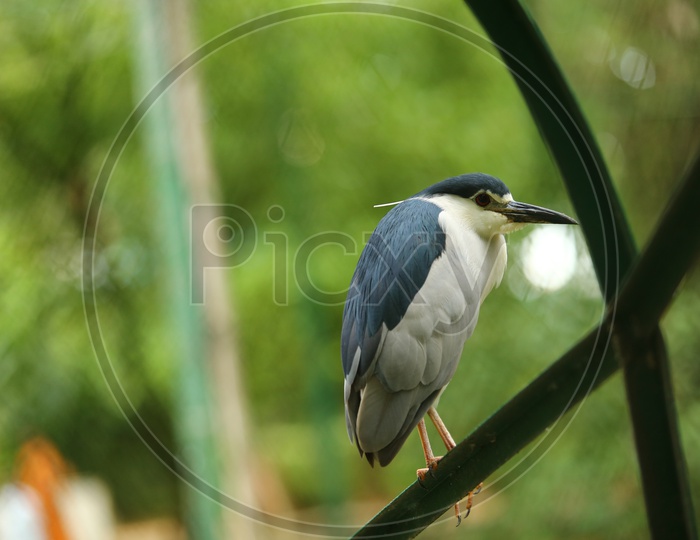 Black-crowned night heron Bird In a Zoo Cage