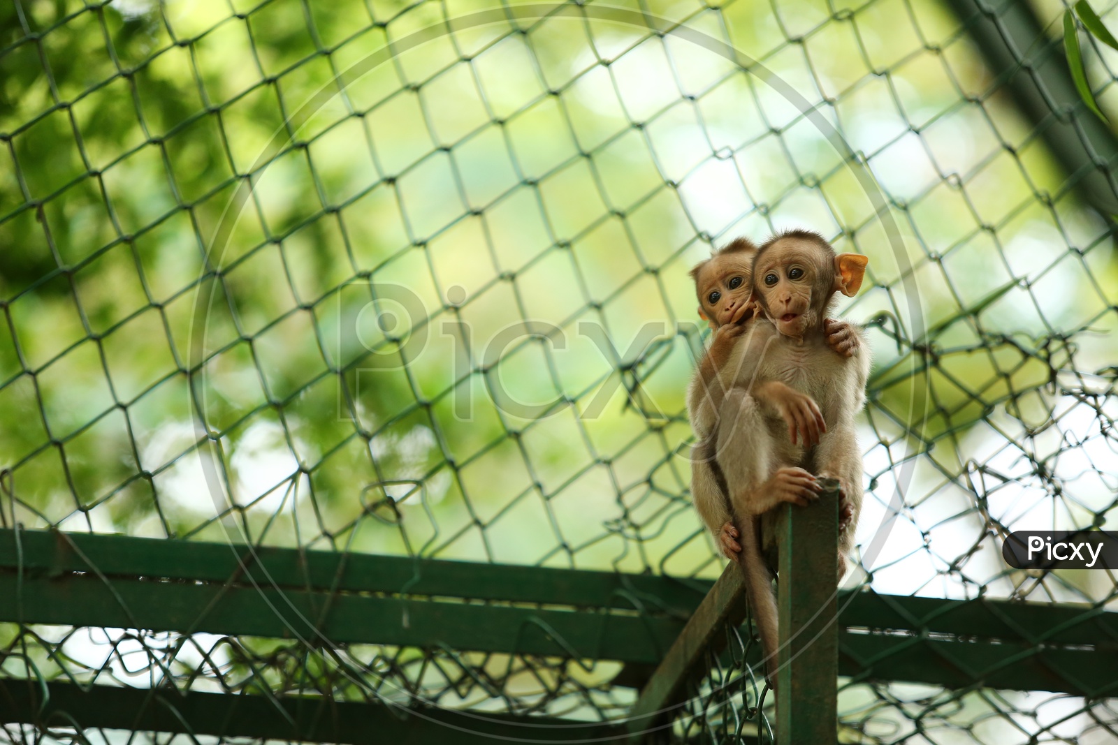 Young Indian Monkey Or Macaque In a Zoo Cage Backdrop