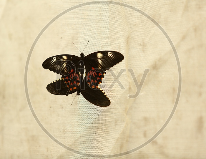 Beautiful Black Butterfly