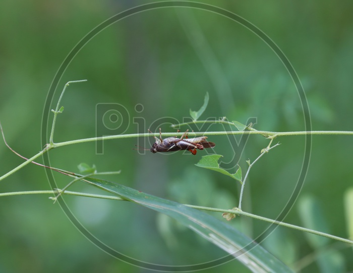 green grasshopper sitting on a leaf, small grasshopper, selected focus, grasshopper in the garden - Image