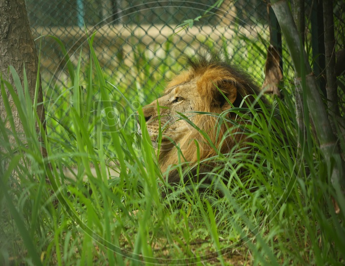 Lion or Wild Animal In a Zoo