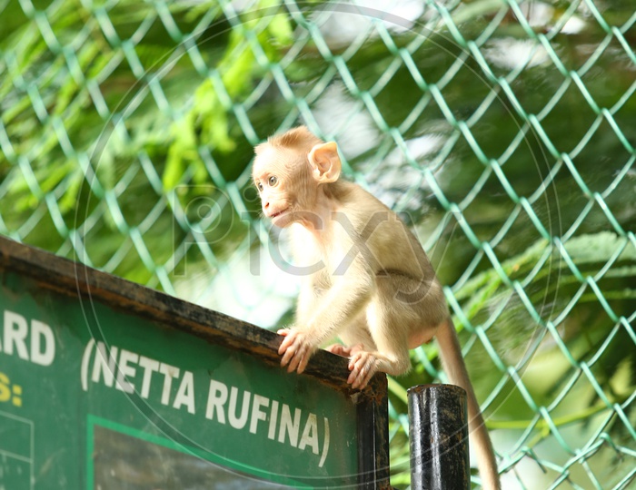 Young Indian  Monkey Or Macaque In a Zoo Cage Backdrop