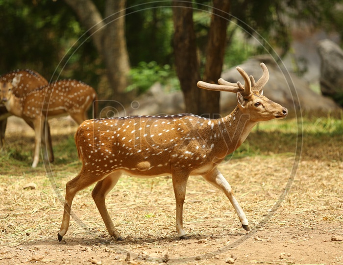 Dotted Deer In a Zoo