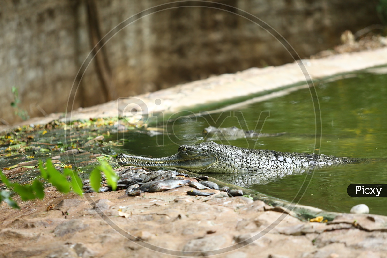 Image Of Crocodile Eating Fish In A Zoo Lake TB565827 Picxy