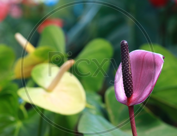 Lace Leaf Plant With Flowers in a Tropical Flower Garden