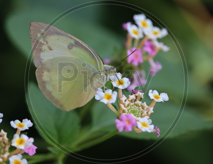A small white or pieris rapae butterfly on lantana camara flowers