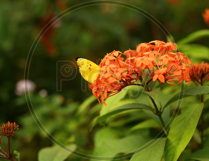 Beautiful Butterflies Sucking  Nectar From Flowers