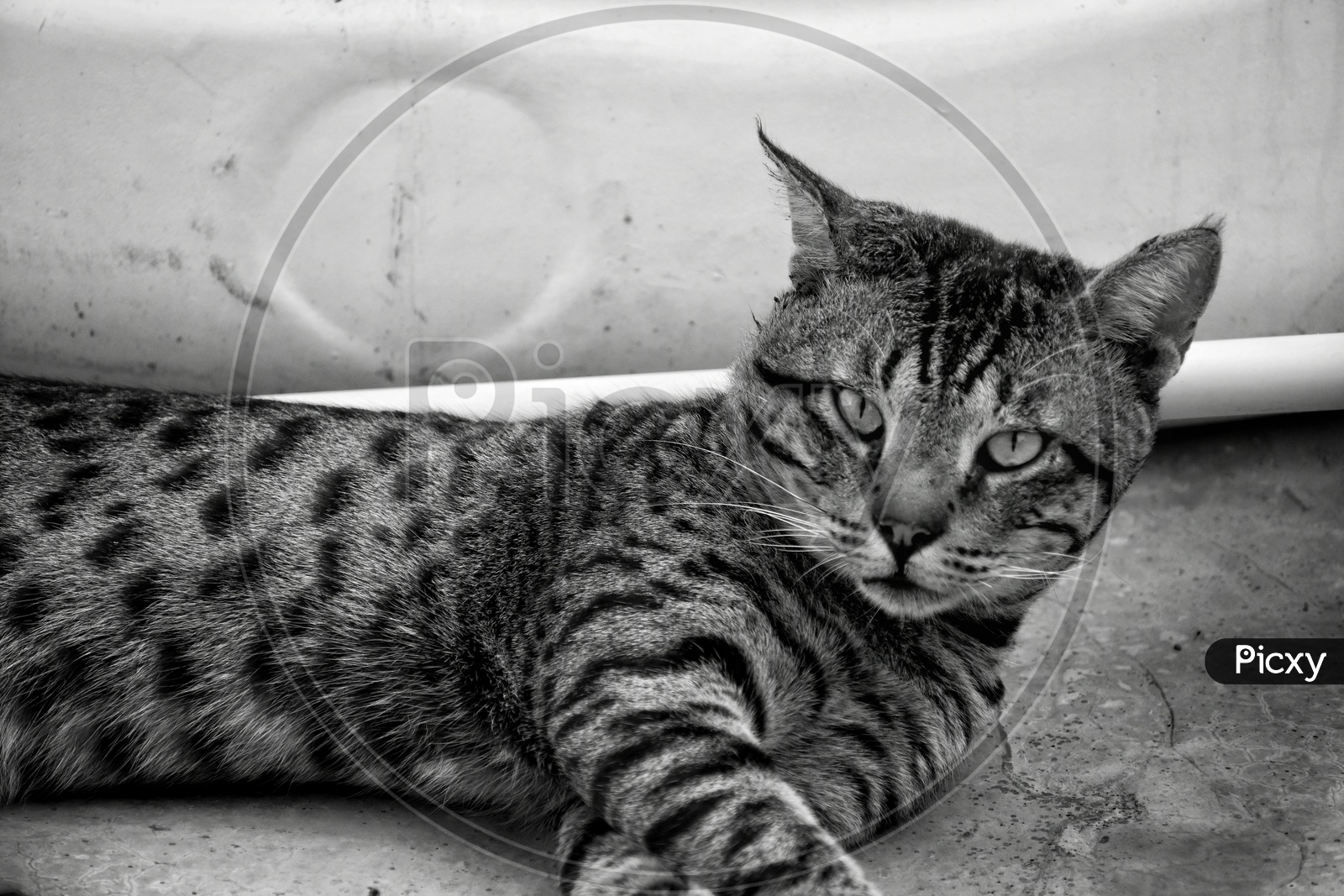 Black and white photo of cat