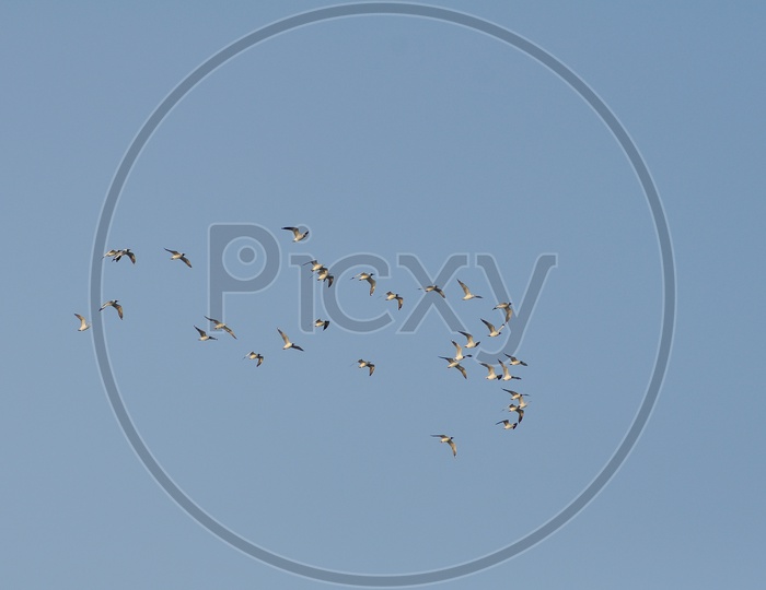 Group of Birds flying in the Sky