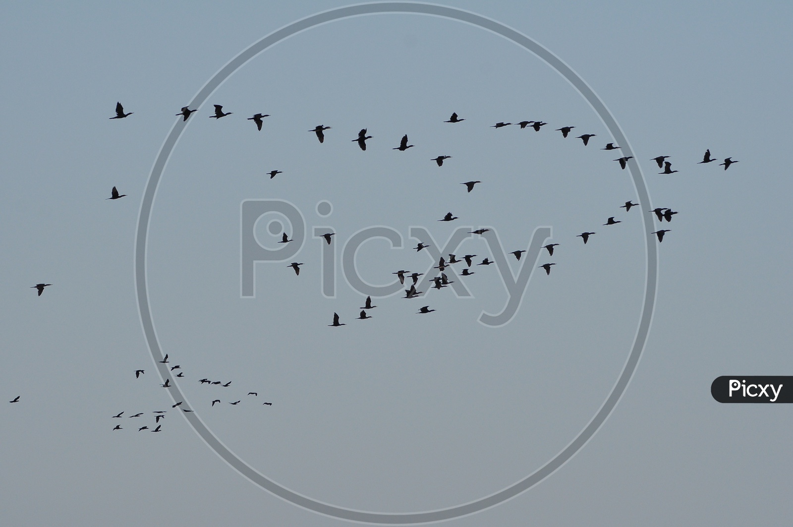 Group of Birds Flying in the Sky