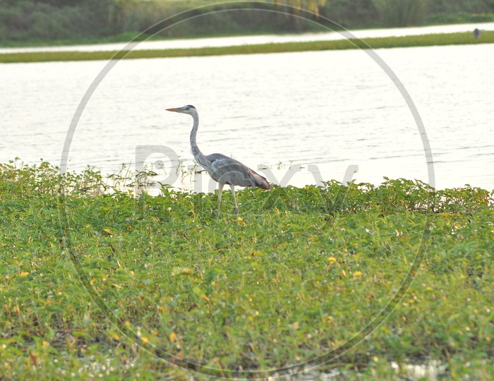 Egret Bird in a Lake
