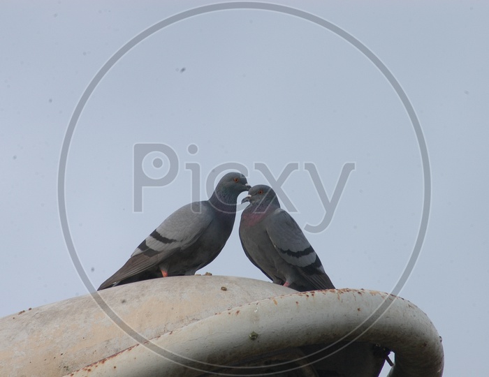 Closeup Shot of Dove Birds