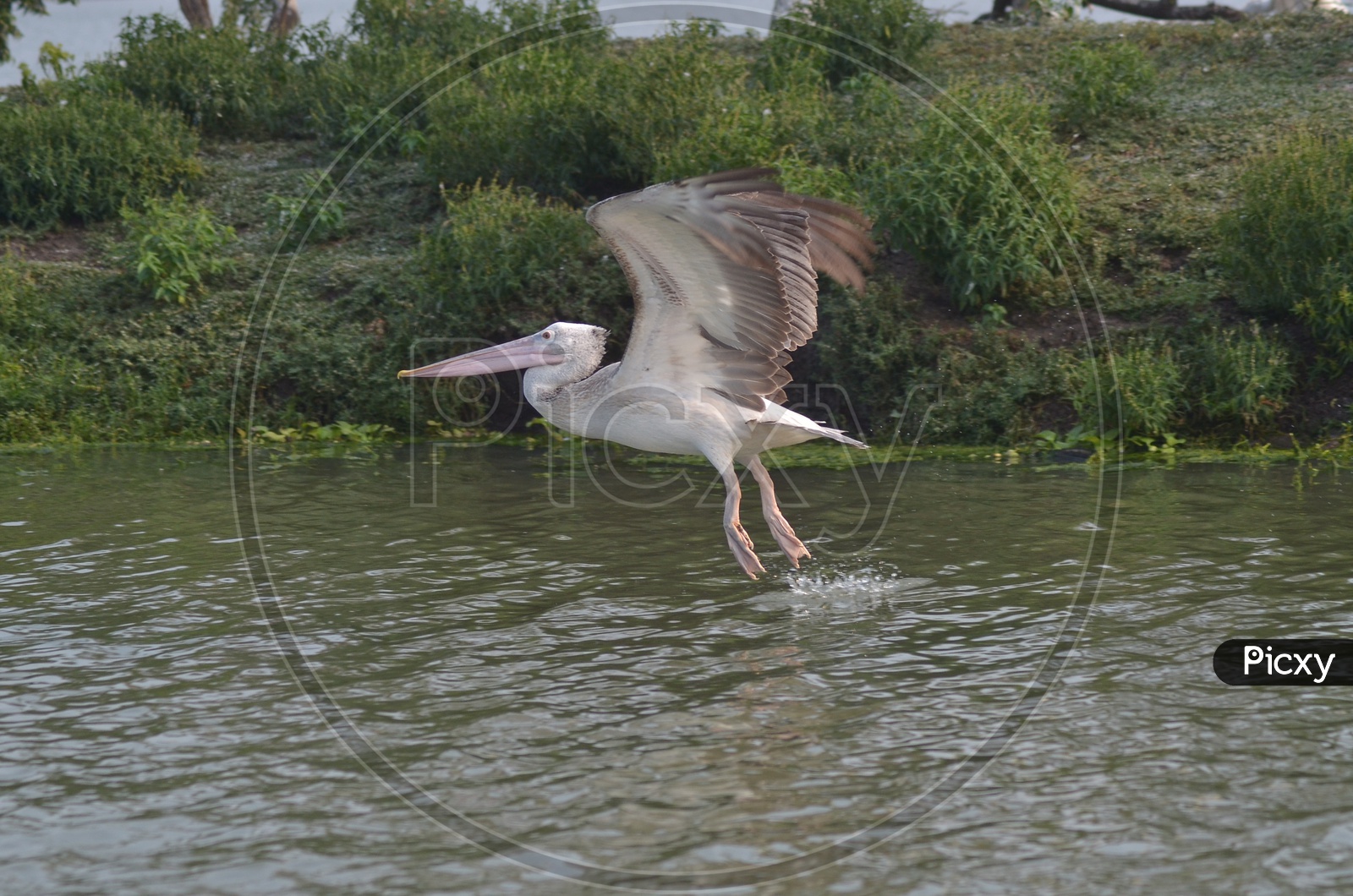 Pelican Birds in a Lake