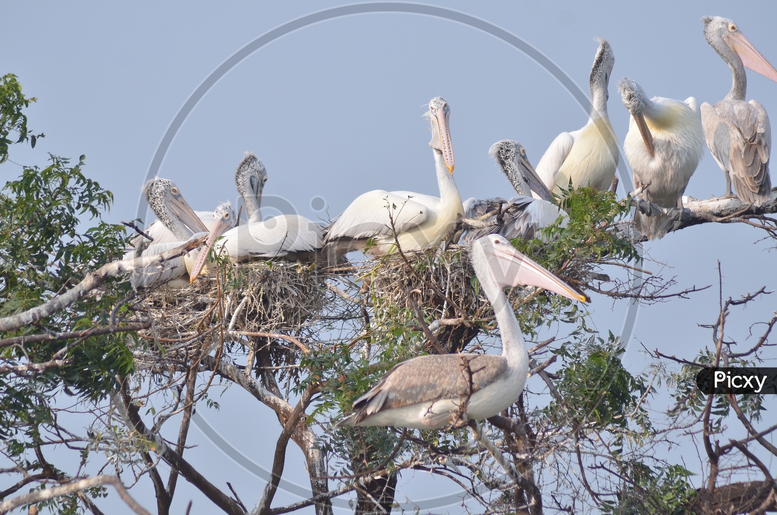 Group of Pelican Birds
