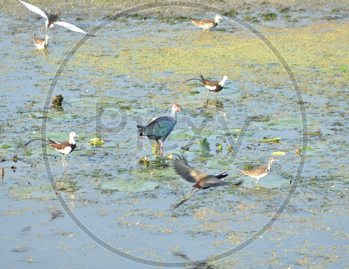 Birds in a Lake