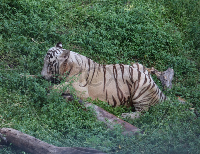 This is a very rare shot of a wild white tiger.White tiger in prone.big white tiger lying on grass close up.