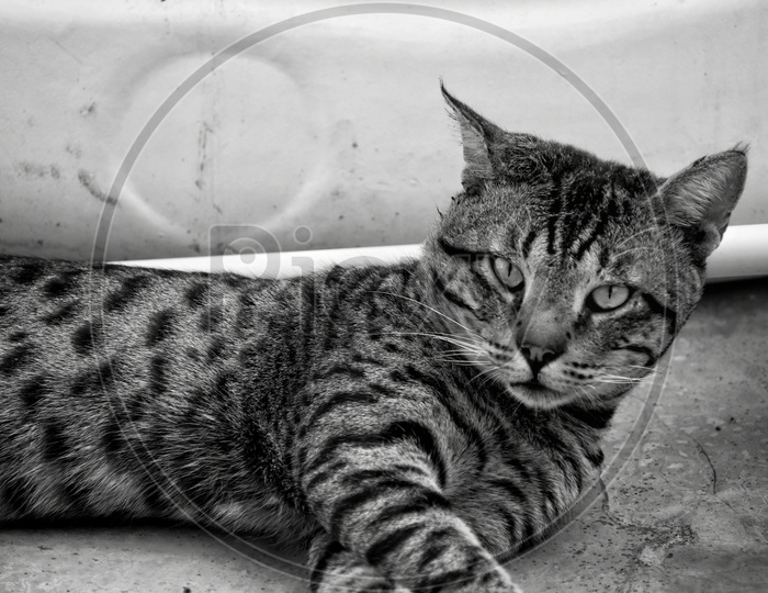 Black and white photo of cat