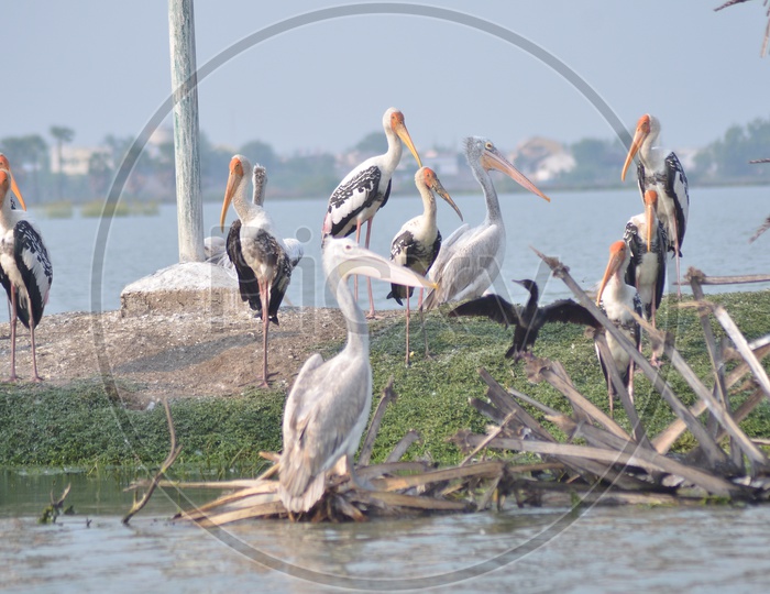 Pelican Birds in a Lake