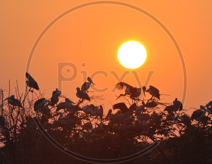 Group of Pelican Birds with Sunset in Background