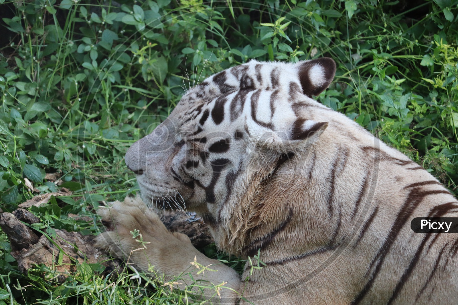 Closeup Portrait shot of a White Tiger.big white tiger lying on grass close up.