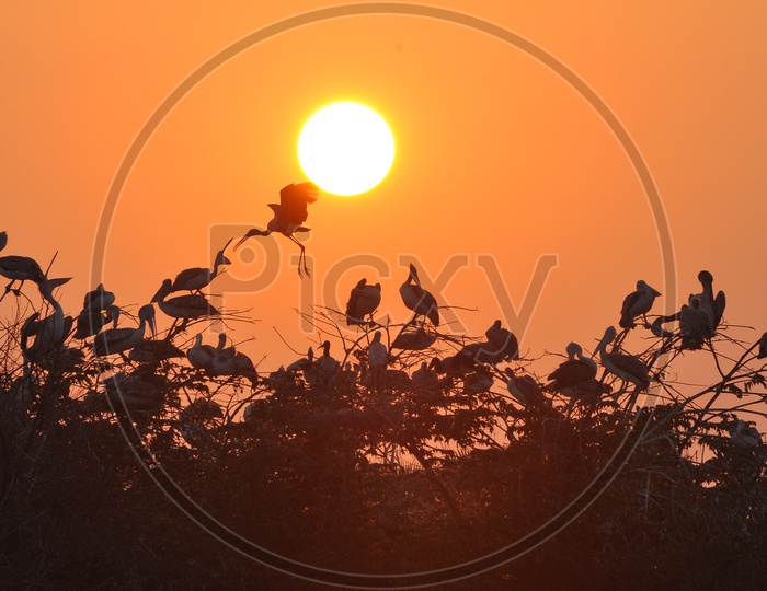 Group of Pelican Birds with Sunset in Background