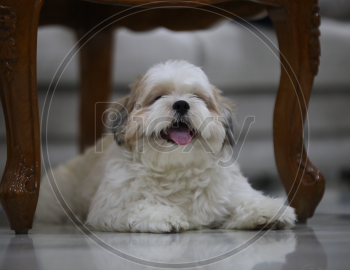 Shih Tzu Dog Puppy  With Funny Face