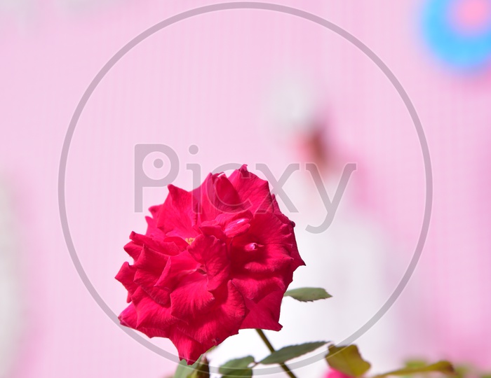 Closeup Shot of Rose