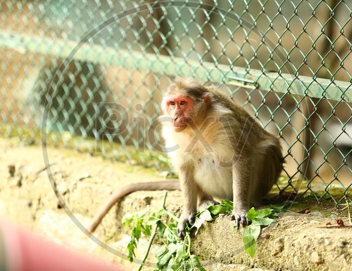 Indian  Monkey Or Macaque In a Zoo Cage Backdrop