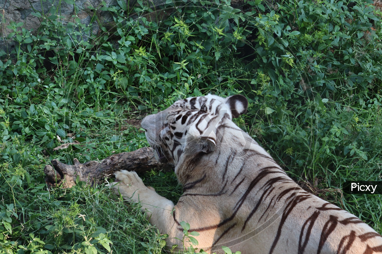 Menacing stare of a white bengal tiger. - Image