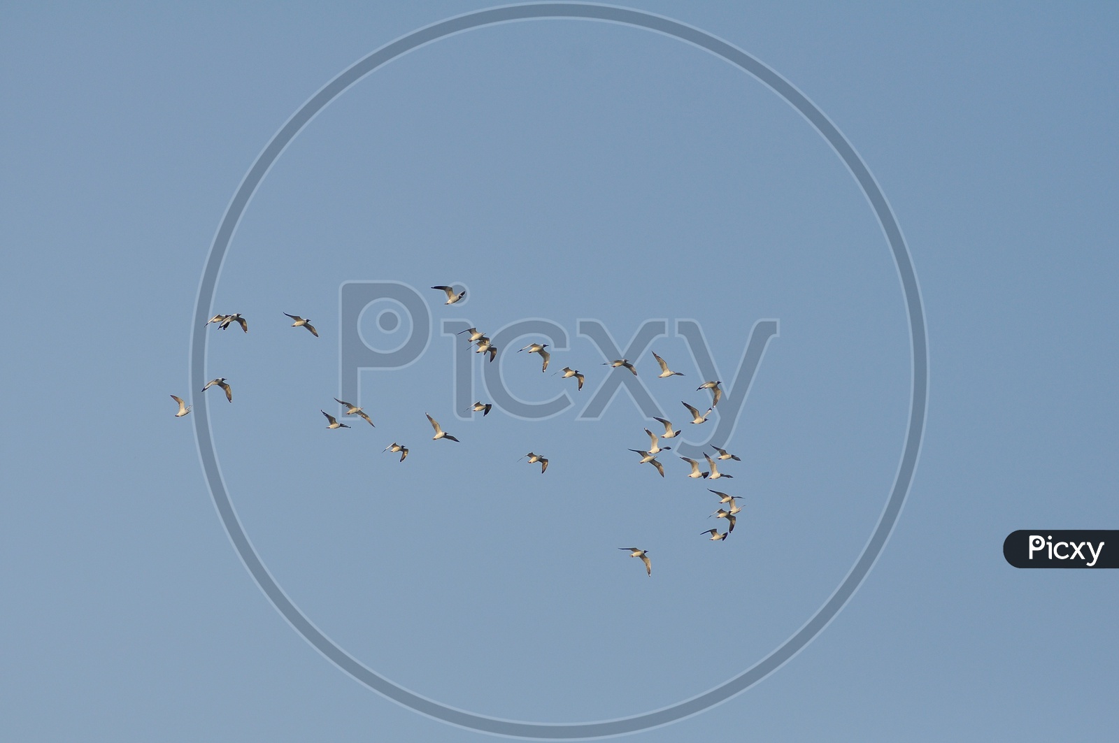 Group of Birds flying in the Sky