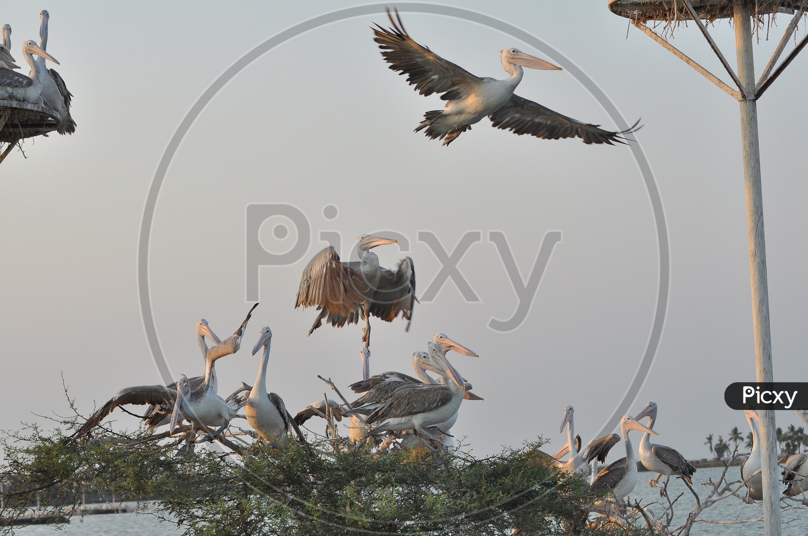 Group of Pelican Birds