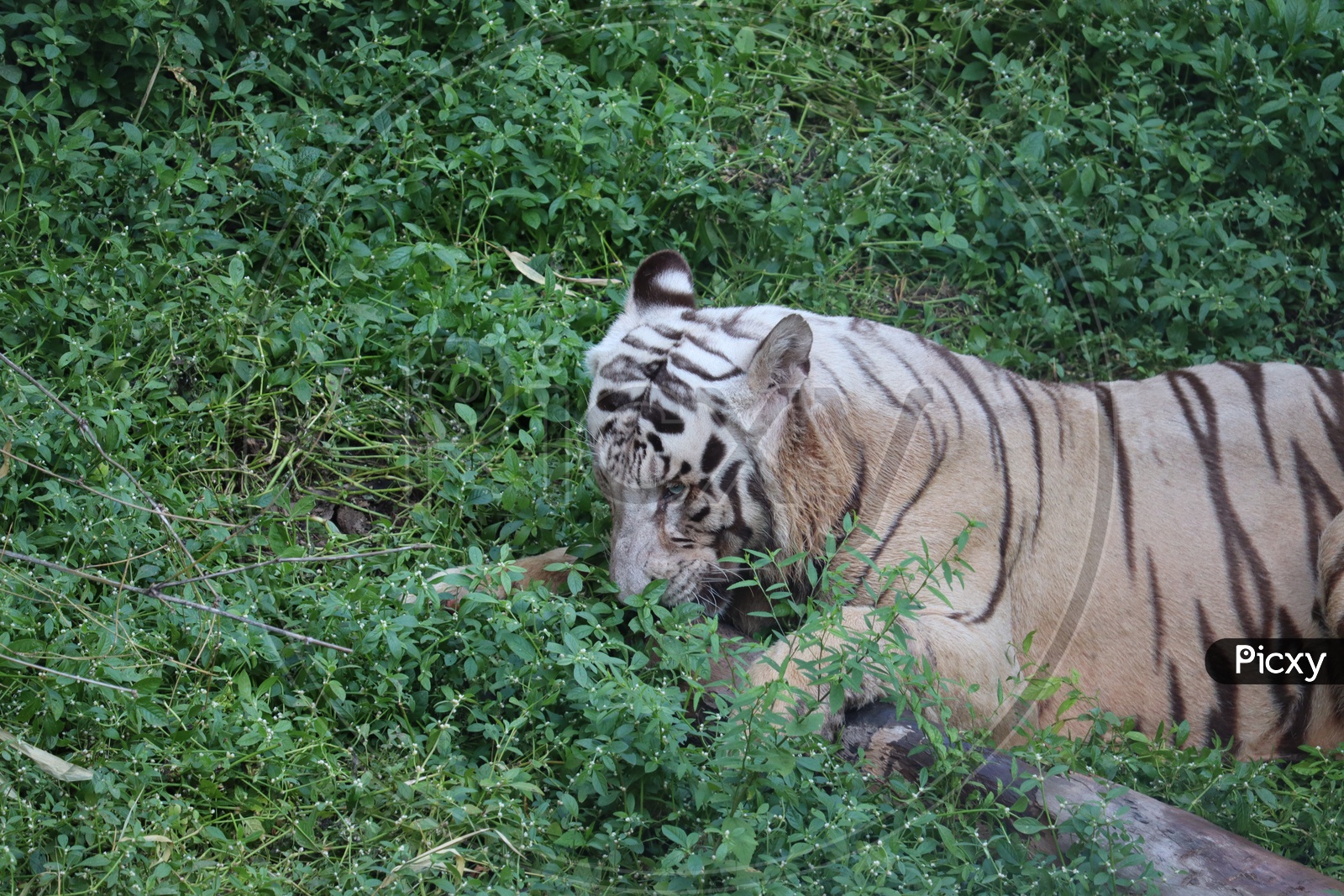 This is a very rare shot of a wild white tiger.White tiger in prone.big white tiger lying on grass close up.