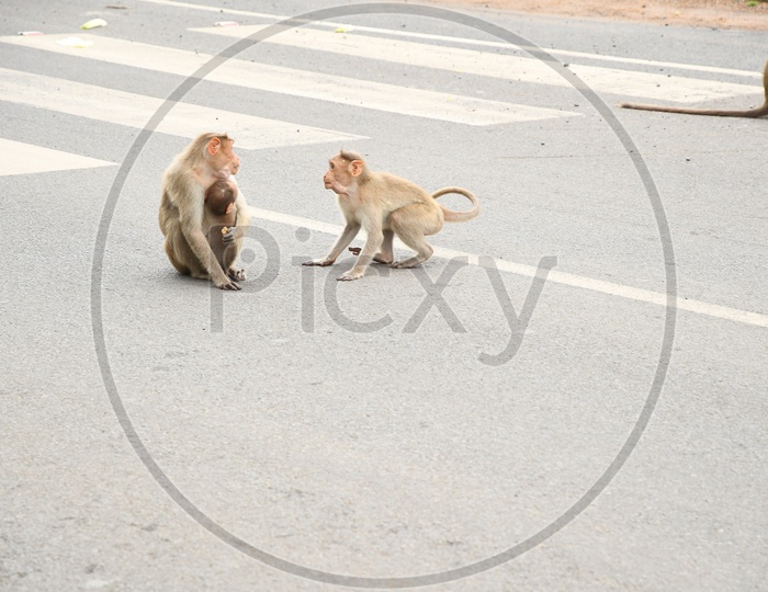 Two Monkeys on the  road