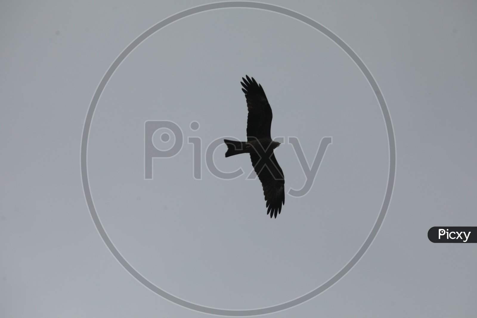 An Osprey Bird in Flight