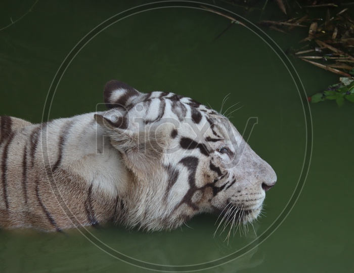 Closeup Portrait shot of a White Tiger.white siberian tiger swimming. - Image