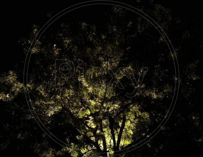 Warm light passing through the tree during night