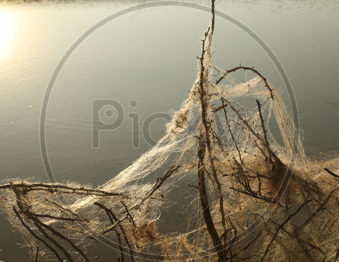 A Tangled Cast net to the dried branches