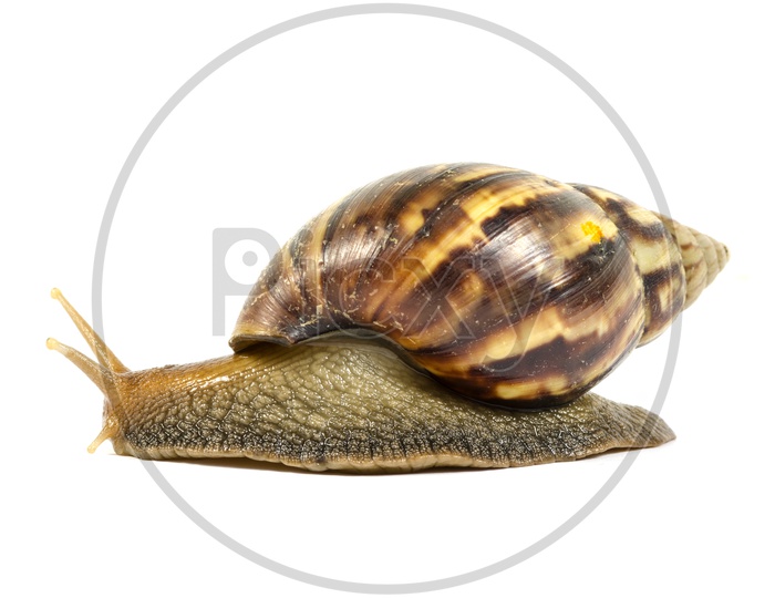 View of Garden snail isolated on white background.