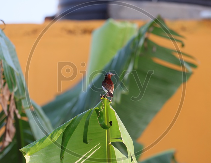 Green Violet-ear,, hummingbird with green leaves in natural habitat, Panama. - Image